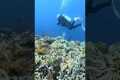 Scuba Diving Indonesia #viralvideo