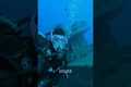 Scuba diving an underwater volcano in 