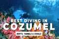 The Best Diving in Cozumel in 2025 -
