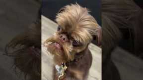 #dog #dogeshbhai #viralshorts #love #song #music #video #viral #viralvideo #travel #videos