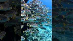 The best diving spot in Australia? 🤿 #scubadiving #diveinstructor #diving #scuba #travel