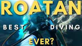 Is Roatan WORTH VISITING For A Beginner Scuba Diver? (I never expected this..)