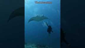 Exploring the 27 dive sites of Addu Atoll, Maldives #Travel #Diving