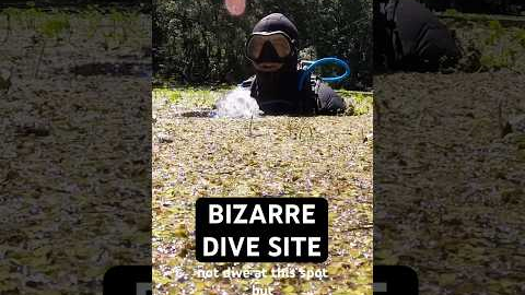 How to go Scuba Diving at Manatee Springs State Park 🤿 👌#scubadiving #divetravel #floridasprings