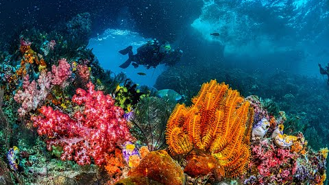 Dive into Adventure: Top 10 US Best Scuba Diving Spots in the US