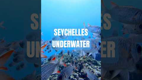 Best diving spots in Seychelles #seychelles #diving #scuba #scubadiving #travel #underwater