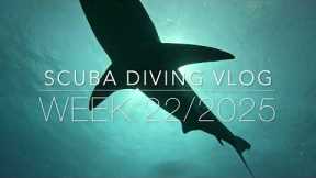Scuba Diving St. Maarten Vlog - Week 22, 2025