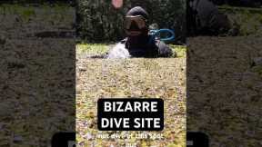 How to go Scuba Diving at Manatee Springs State Park 🤿 👌#scubadiving #divetravel #floridasprings