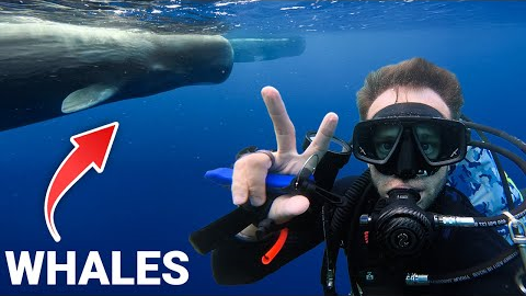 Scuba Diving Dominica: The Secret You Must See