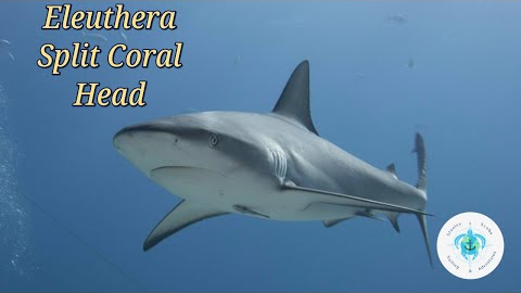 Scuba Diving The Bahamas, Eluthera, Split Coral Head