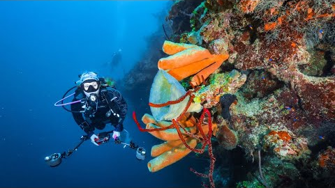 Scuba Diving Trip in Roatan, Honduras 🤿