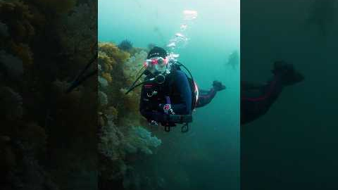 Scuba Diving in Japan! Hours outside of Tokyo!