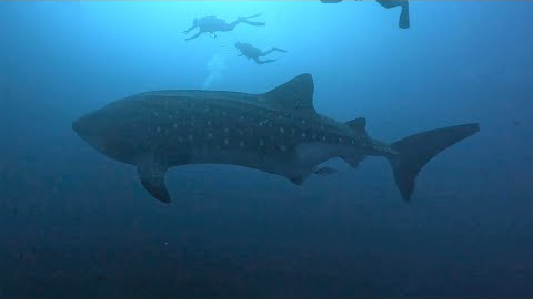 Galapagos Scuba Diving in 4K (Ecuador, Aug 2023)