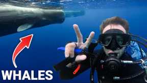 Scuba Diving Dominica: The Secret You Must See