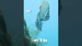 Scuba Diving in Havelock Island: Explore the Underwater Paradise of the Andaman!