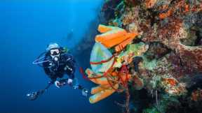 Scuba Diving Trip in Roatan, Honduras 🤿