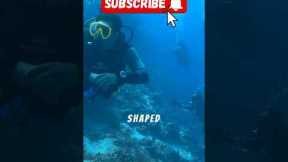 Divers Found a Staircase Under the Ocean…