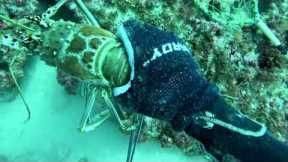 FLORIDA LOBSTER LIMITS! SCUBA Diving on a Commercial Trip