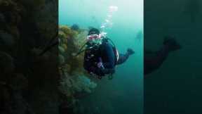 Scuba Diving in Japan! Hours outside of Tokyo!