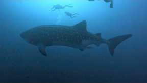 Galapagos Scuba Diving in 4K (Ecuador, Aug 2023)