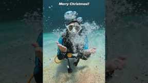 I hope everyone’s scuba Christmas wish list came true! 🐠