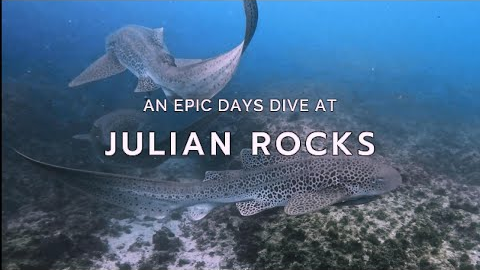 Scuba Diving Julian Rocks with INCREDIBLE Marine Life -  Byron Bay - 4K