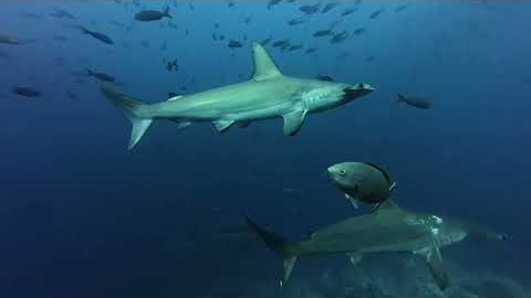 Galapagos Scuba Diving Safari - June 2025