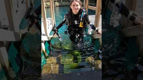 How to go diving at Blue Grotto in Florida 🤿👌 #scubadiving