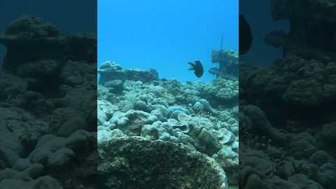 Exploring scuba dive 🤿 🧜‍♀️🐳 #scubadive #diving #travel #seychelles