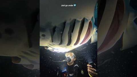 Nighttime is my absolute FAVORITE time to dive. Everything comes ALIVE after dark.