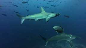 Galapagos Scuba Diving Safari - June 2025