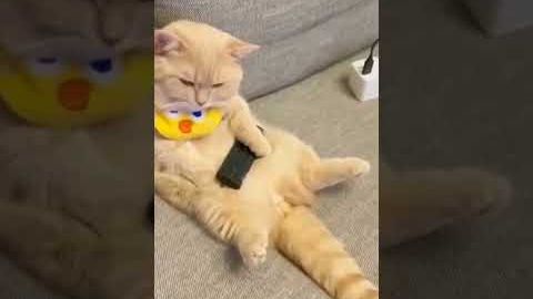 When cats think they're sneaky but FAIL spectacularly #catcomedy #shorts