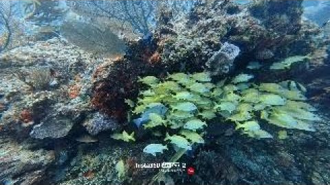 MY FIRST SCUBA DIVE (in mexico)#adventure #travel #beach 