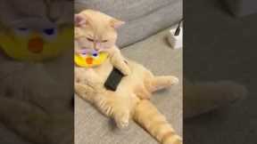 When cats think they're sneaky but FAIL spectacularly #catcomedy #shorts