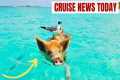 Popular Bahamas Cruise Excursion