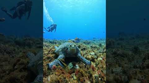 Let's go diving in Cozumel