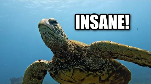 Scuba Diving in Paradise | KAUAI HAWAII