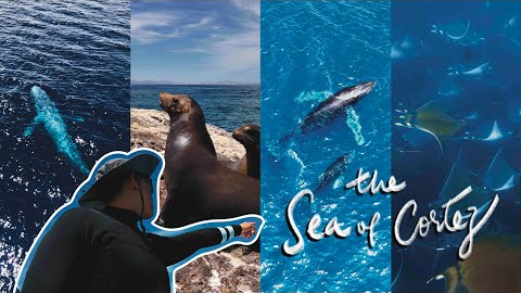 Snorkeling and Scuba Diving in Sea of Cortez, Baja California Sur, Mexico | Travel Vlog| 4K UHD