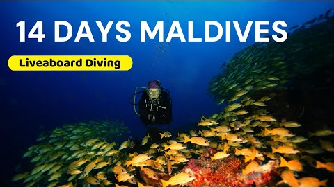 Exploring Paradise: 14 Days scuba diving on a Maldives Liveaboard 🦈 🤿
