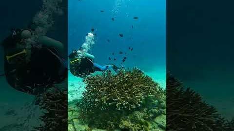 SCUBA DIVING in Phuket - Thailand | Phuket Day Trips | Sea Bees Diving