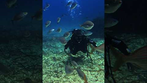 Scuba Diving in the Adriatic Sea, Dubrovnik Croatia #diving #scubadiving #travel #fyp #croatia