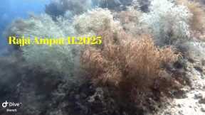 Raja Ampat 4K | Scuba Diving | Papua Explorers Dive Resort