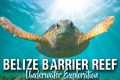 SCUBA DIVING BELIZE | Ambergris Caye