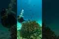 SCUBA DIVING in Phuket - Thailand |