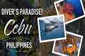 Epic scuba diving in Cebu,
