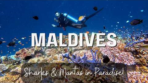 The Maldives: A Luxury Diving Experience Like No Other
