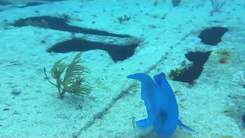The Ocean’s Hidden Paradise | Our Key Largo Dive 🤿🐠