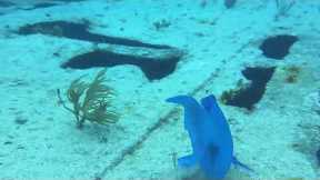 The Ocean’s Hidden Paradise | Our Key Largo Dive 🤿🐠