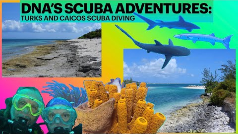 Turks and Caicos SCUBA diving with SHARKS Galore! Floating through a Coral Forest!!