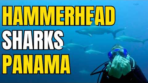 Scuba Diving with HAMMERHEAD & BULLS Sharks in PANAMA 🇵🇦